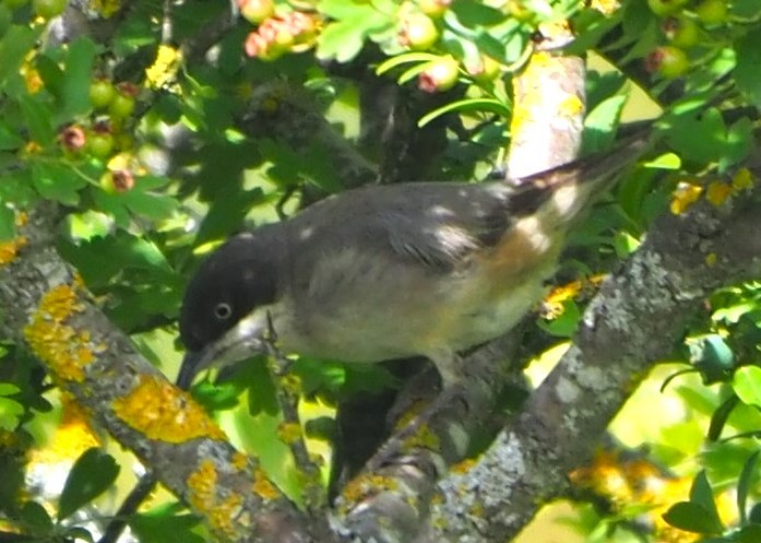 Western Orphean Warbler - ML643811530