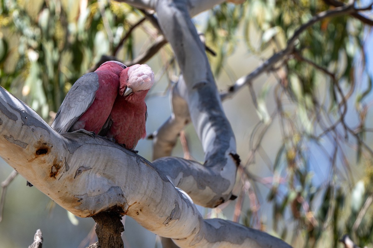 Galah - ML643811534