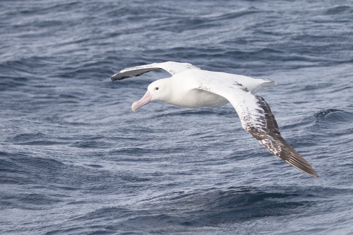 Antipodean Albatross (Gibson's) - ML643811535