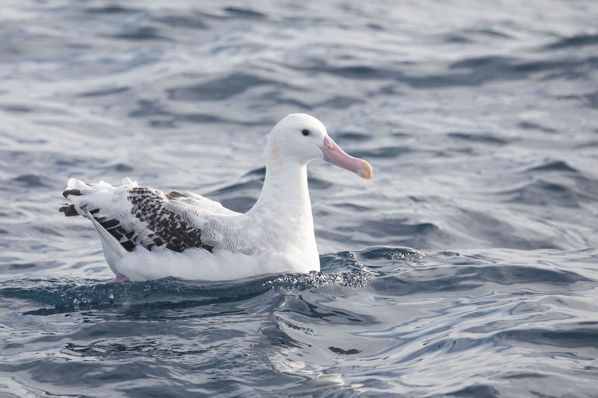 Antipodean Albatross (Gibson's) - ML643811536