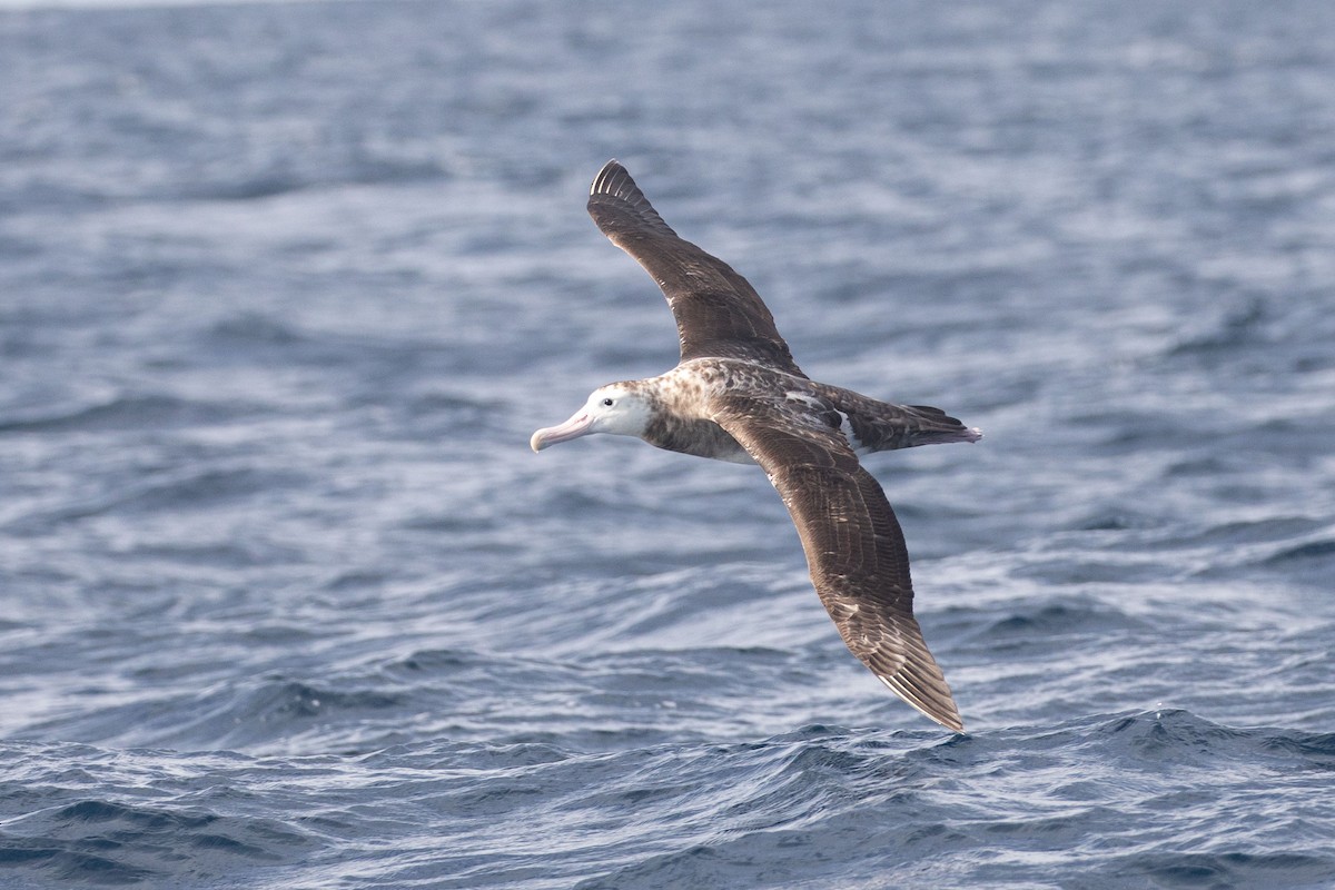 Antipodean Albatross (Gibson's) - ML643811537