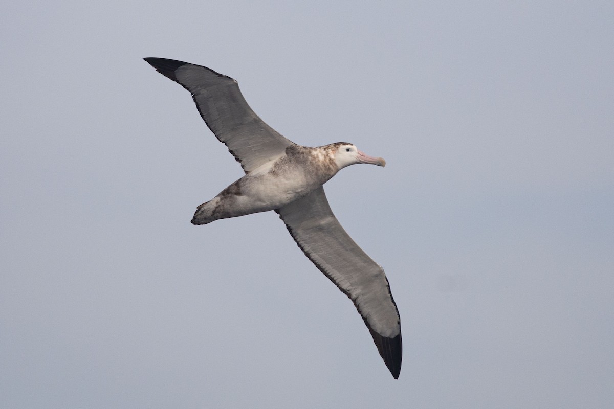 Antipodean Albatross (Gibson's) - ML643811538