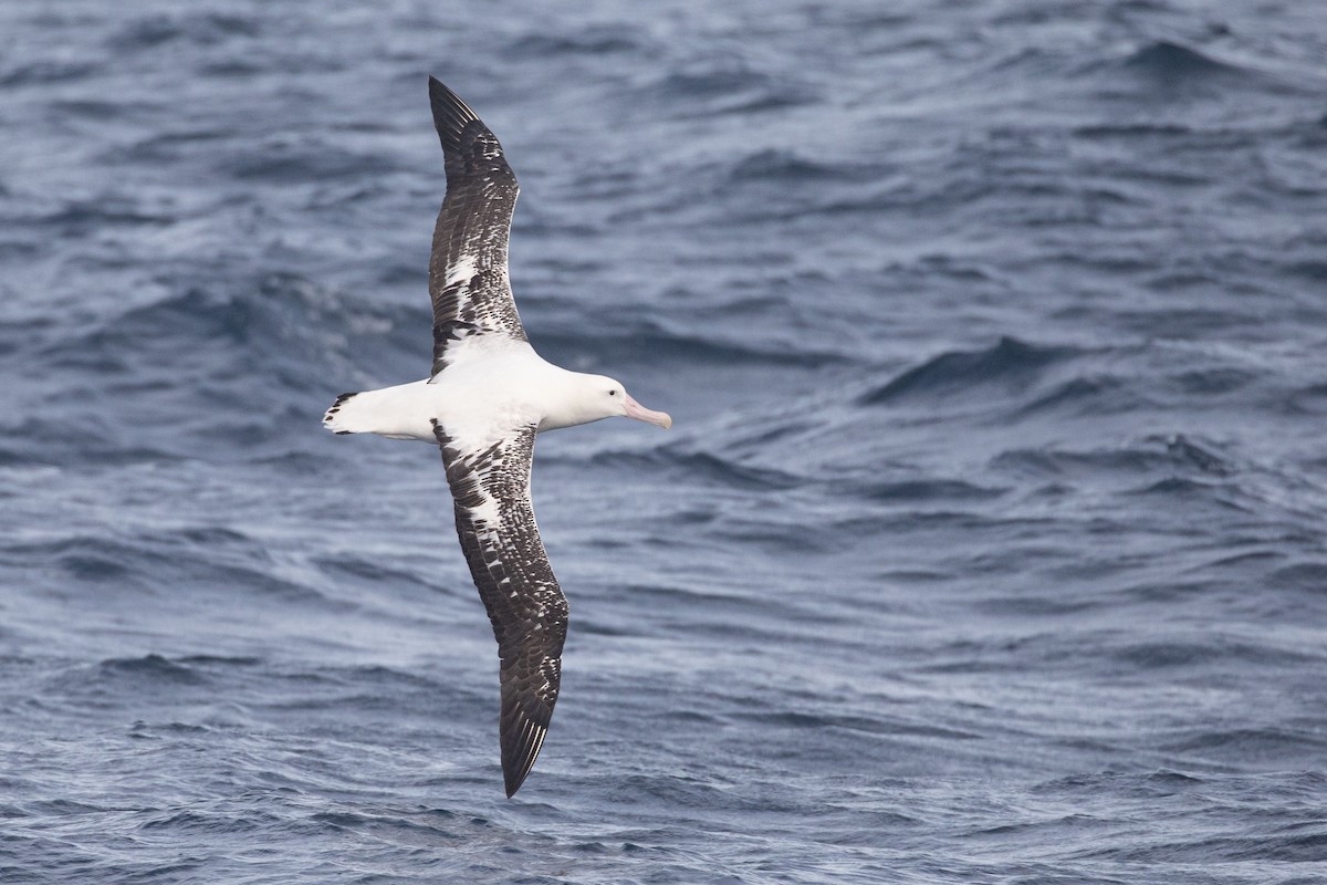 Antipodean Albatross (Gibson's) - ML643811539