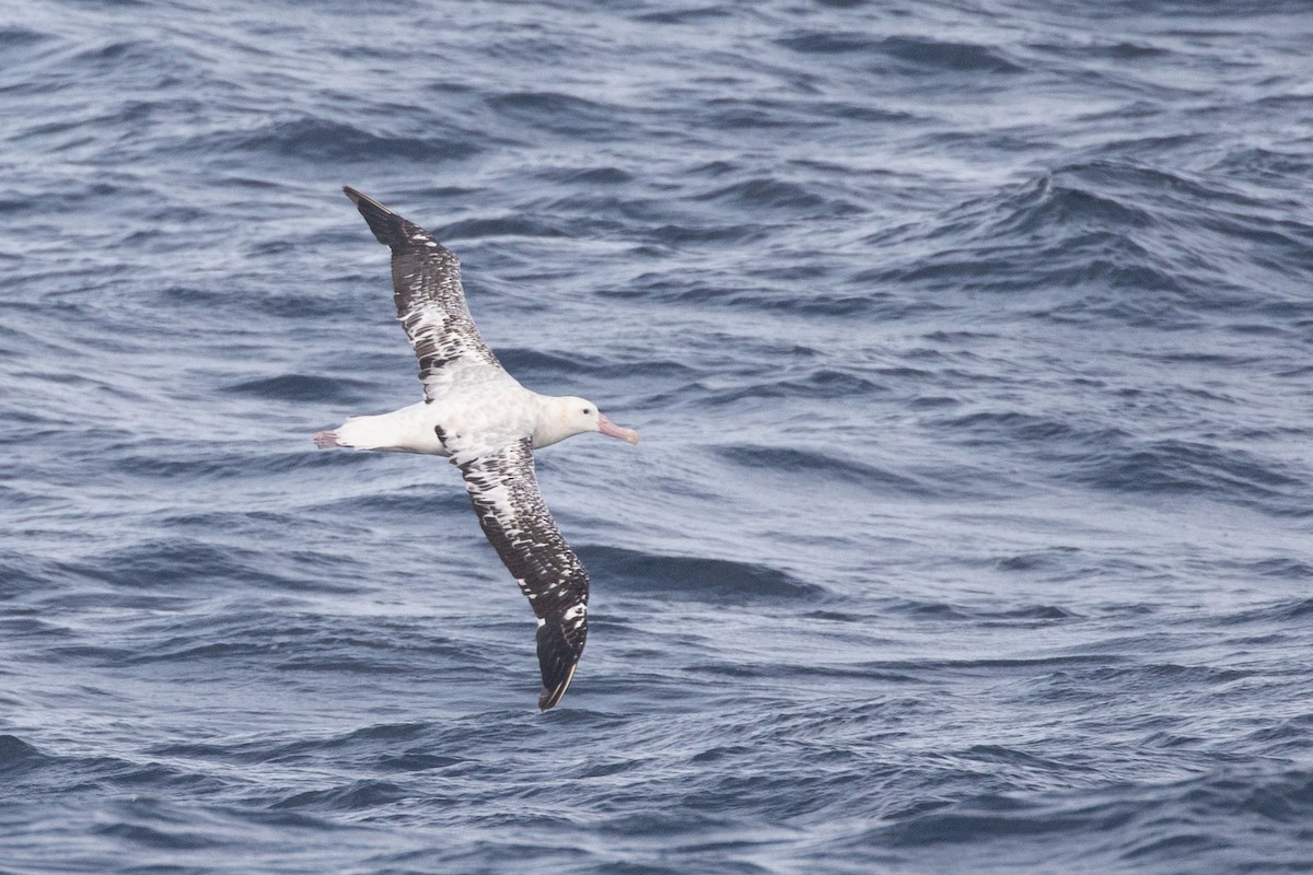 Antipodean Albatross (Gibson's) - ML643811541