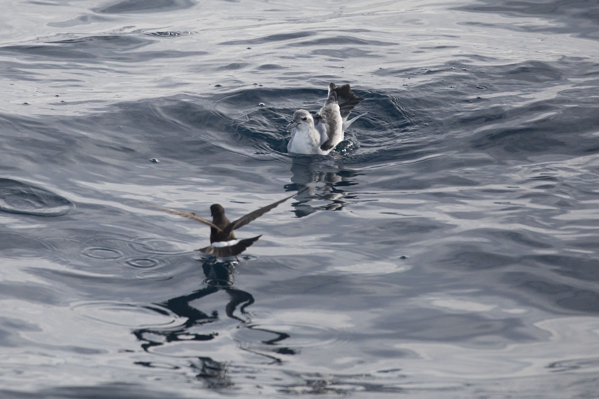 Fairy Prion - ML643811544