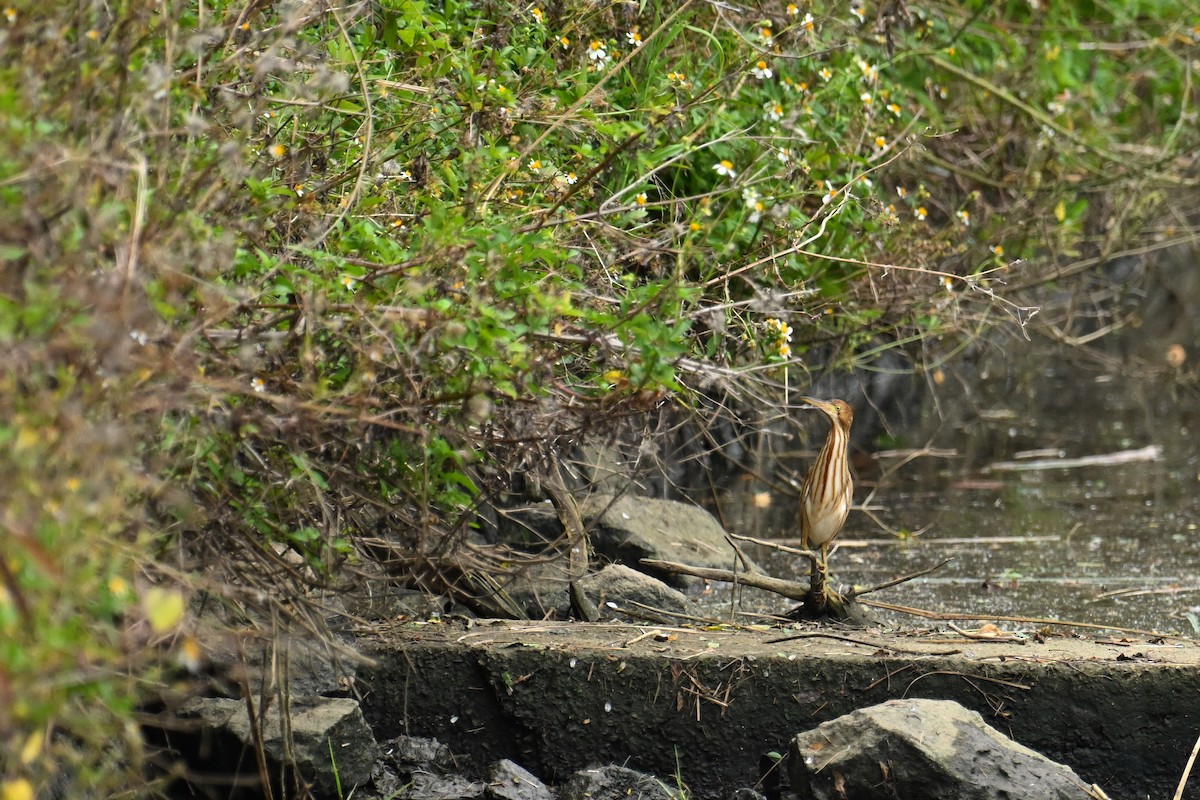 Yellow Bittern - ML643811546