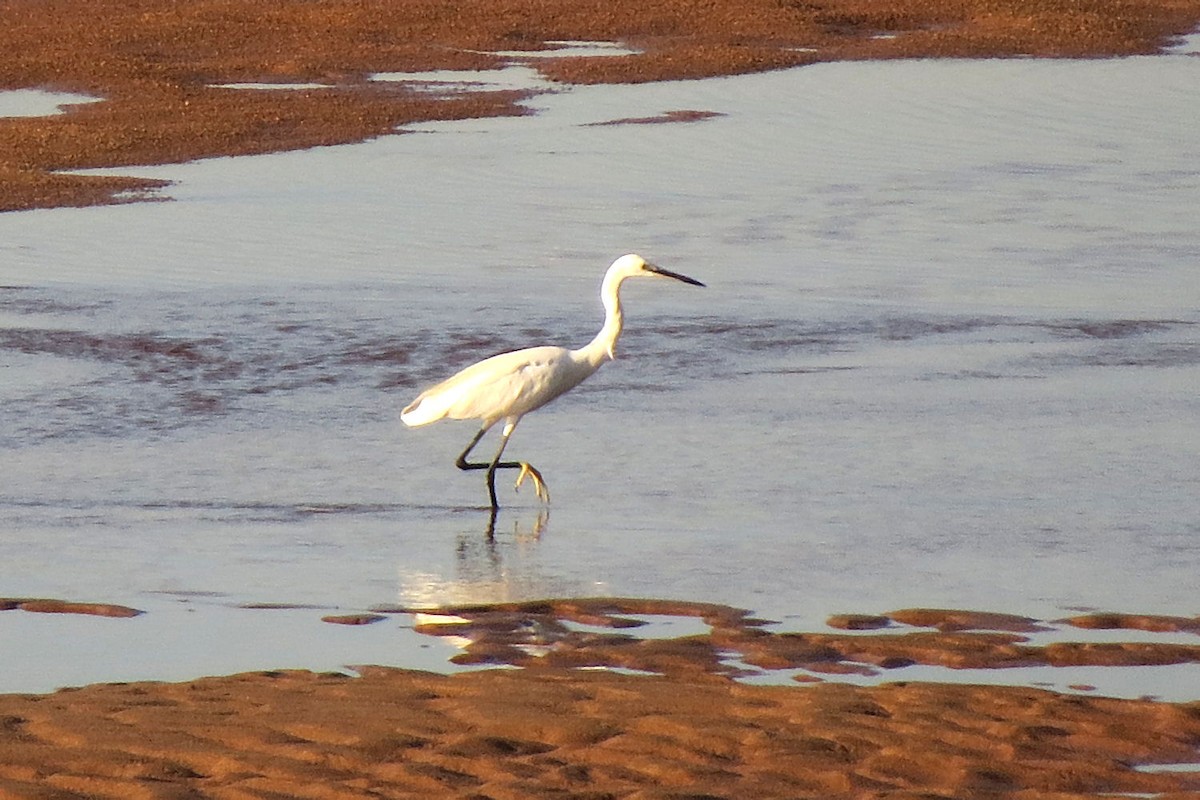 volavka stříbřitá - ML643811550
