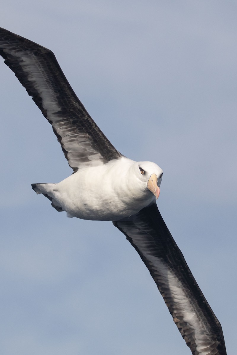 Black-browed Albatross (Campbell) - ML643811554