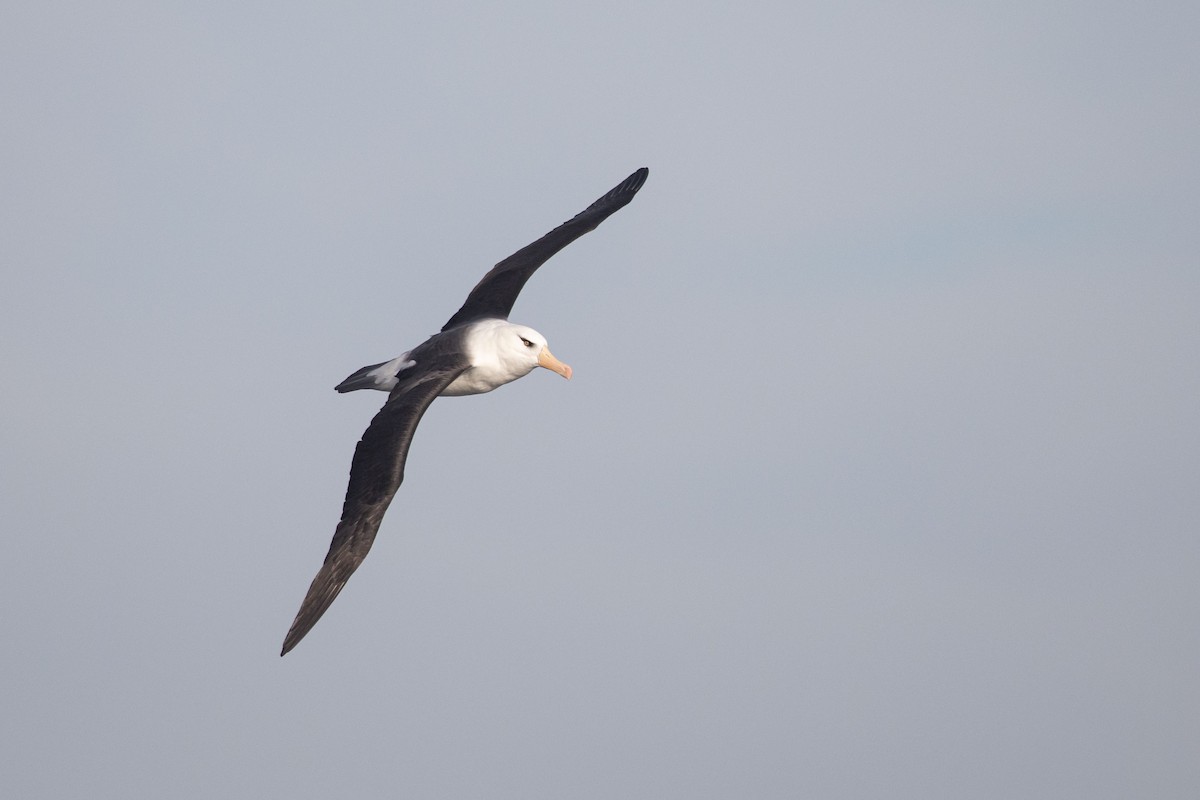 Black-browed Albatross (Campbell) - ML643811555