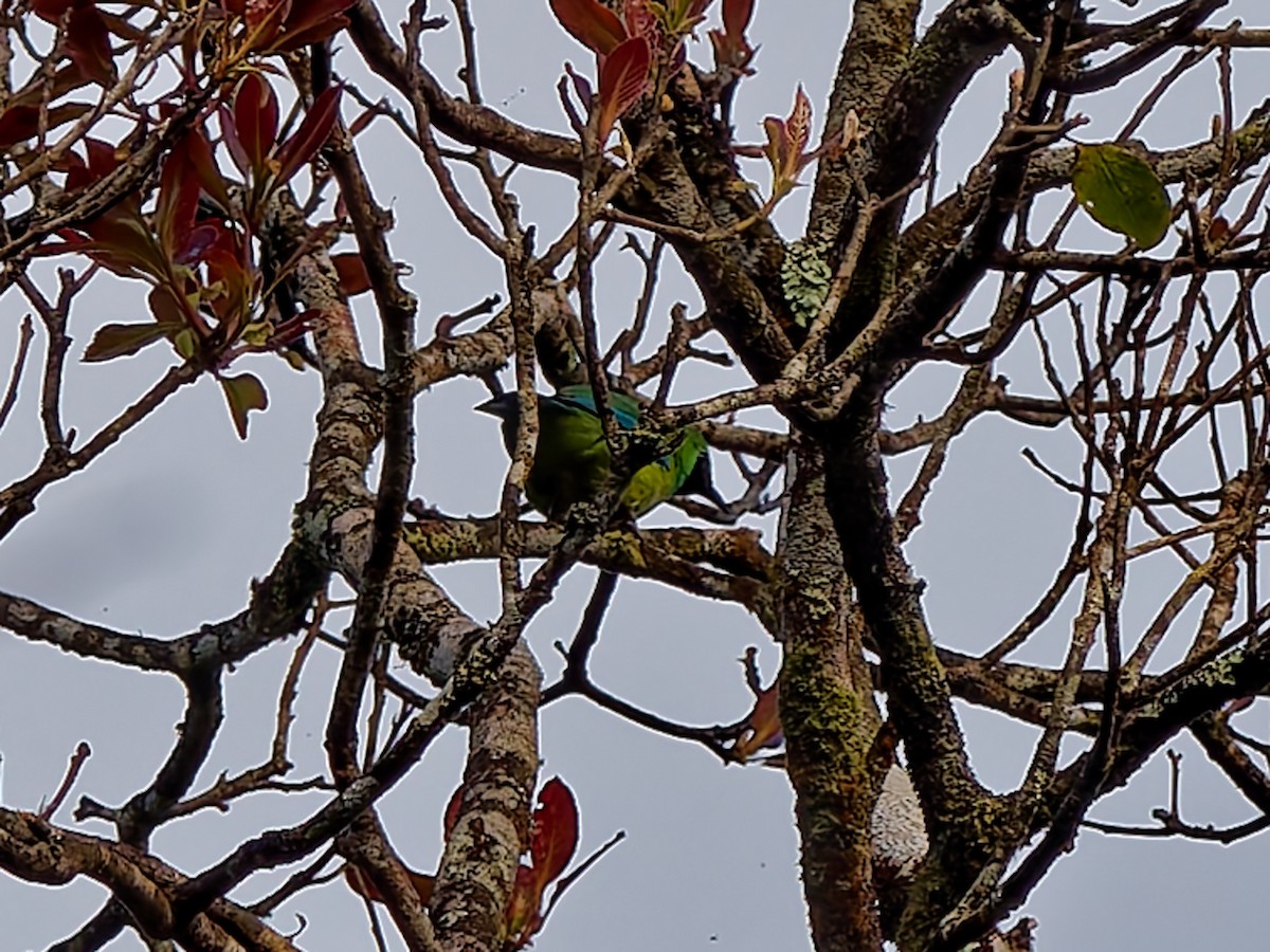 Bornean Leafbird - ML643811561