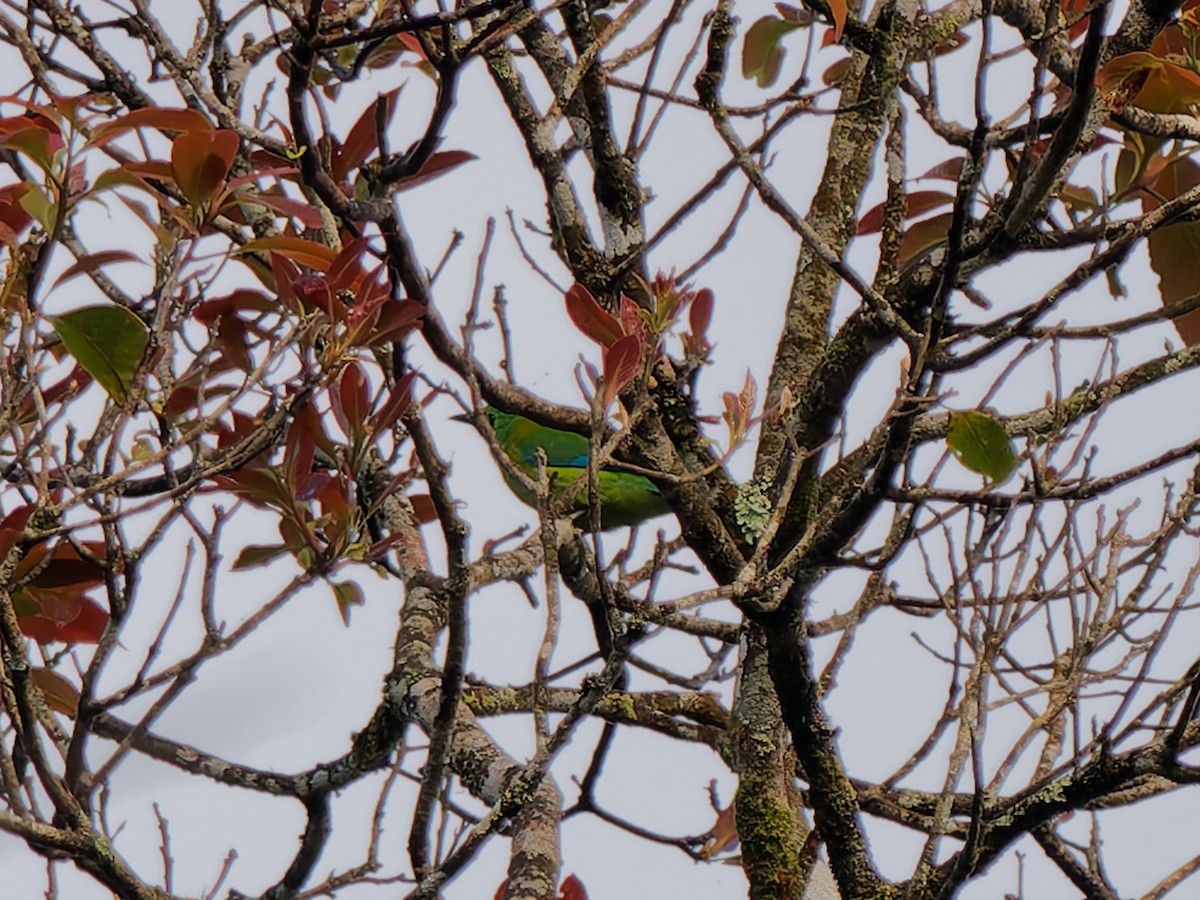 Bornean Leafbird - ML643811562
