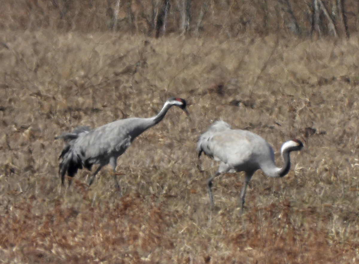 Common Crane - ML643811563
