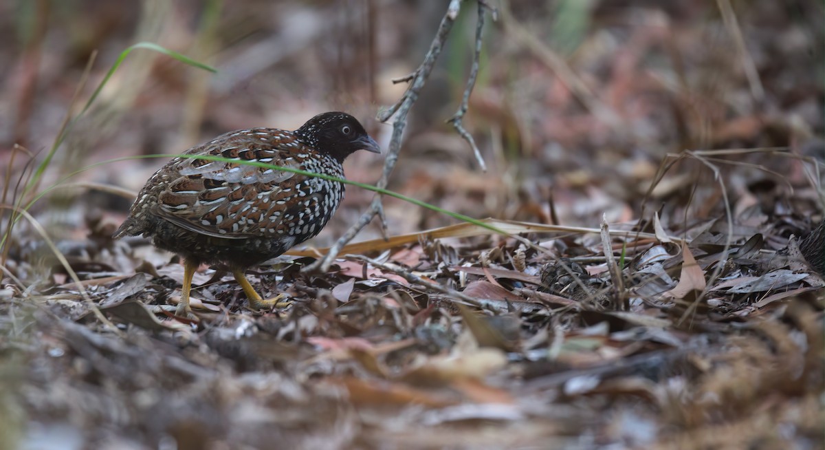 Black-breasted Buttonquail - ML643811564