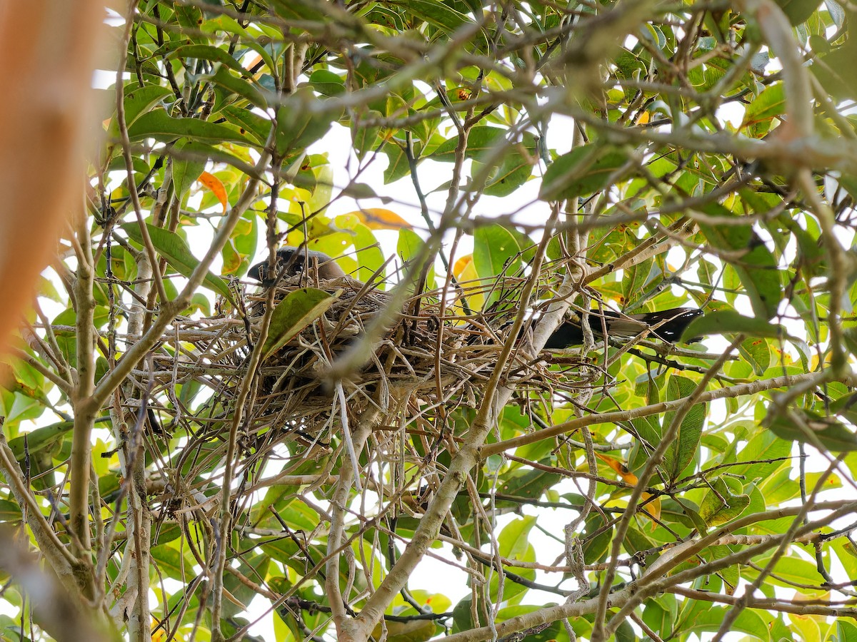 Bornean Treepie - ML643811568