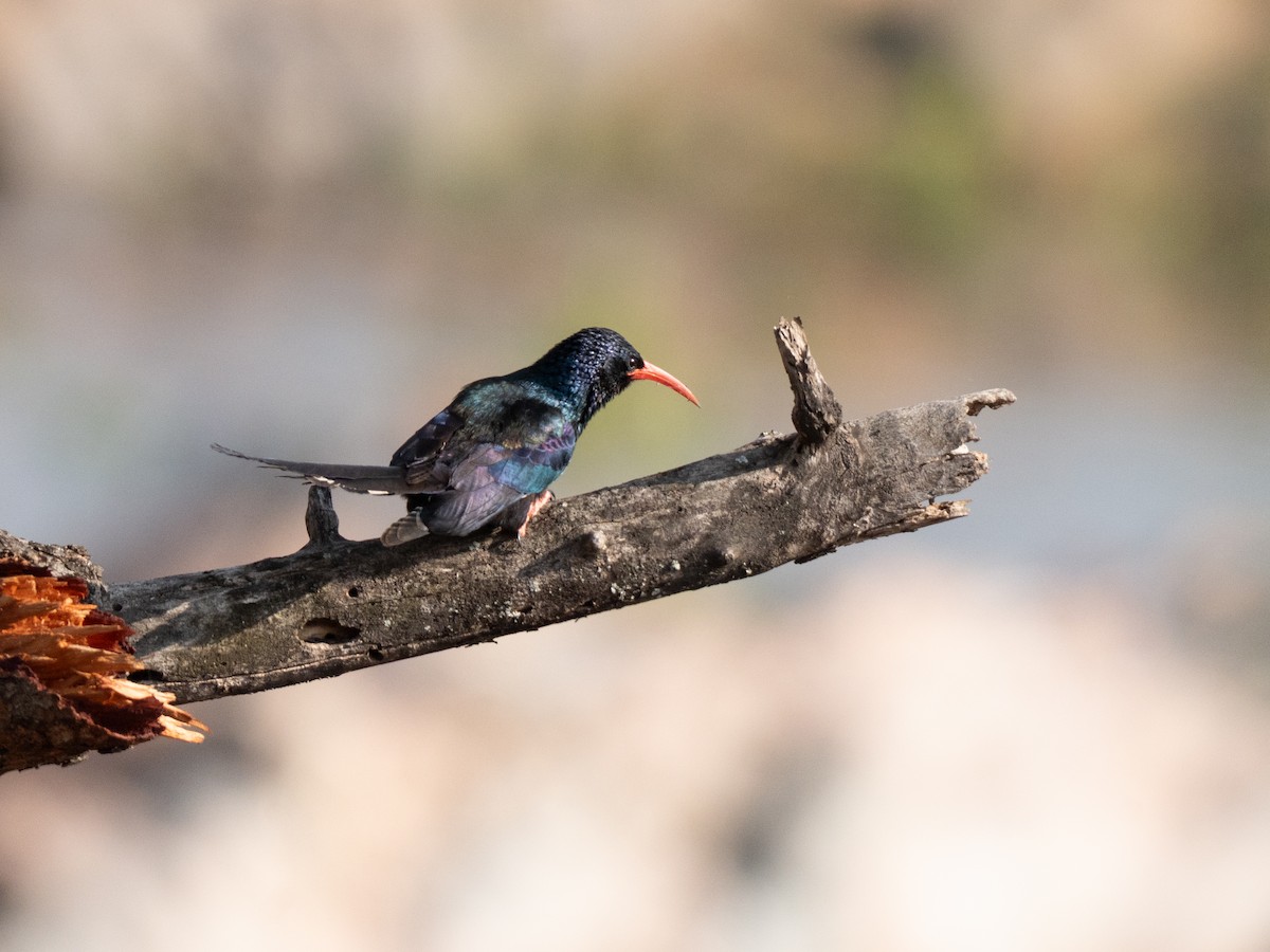 Green Woodhoopoe - ML643811569