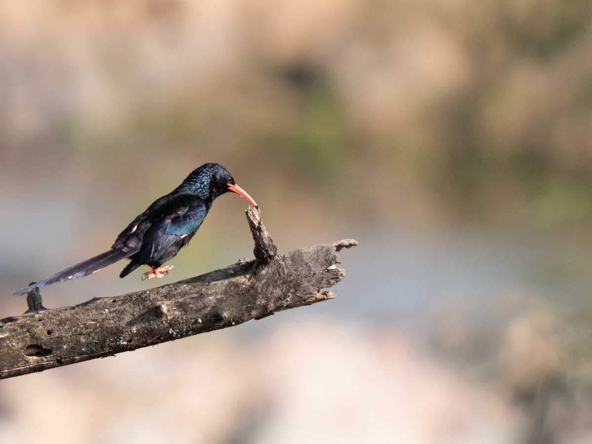 Green Woodhoopoe - ML643811570
