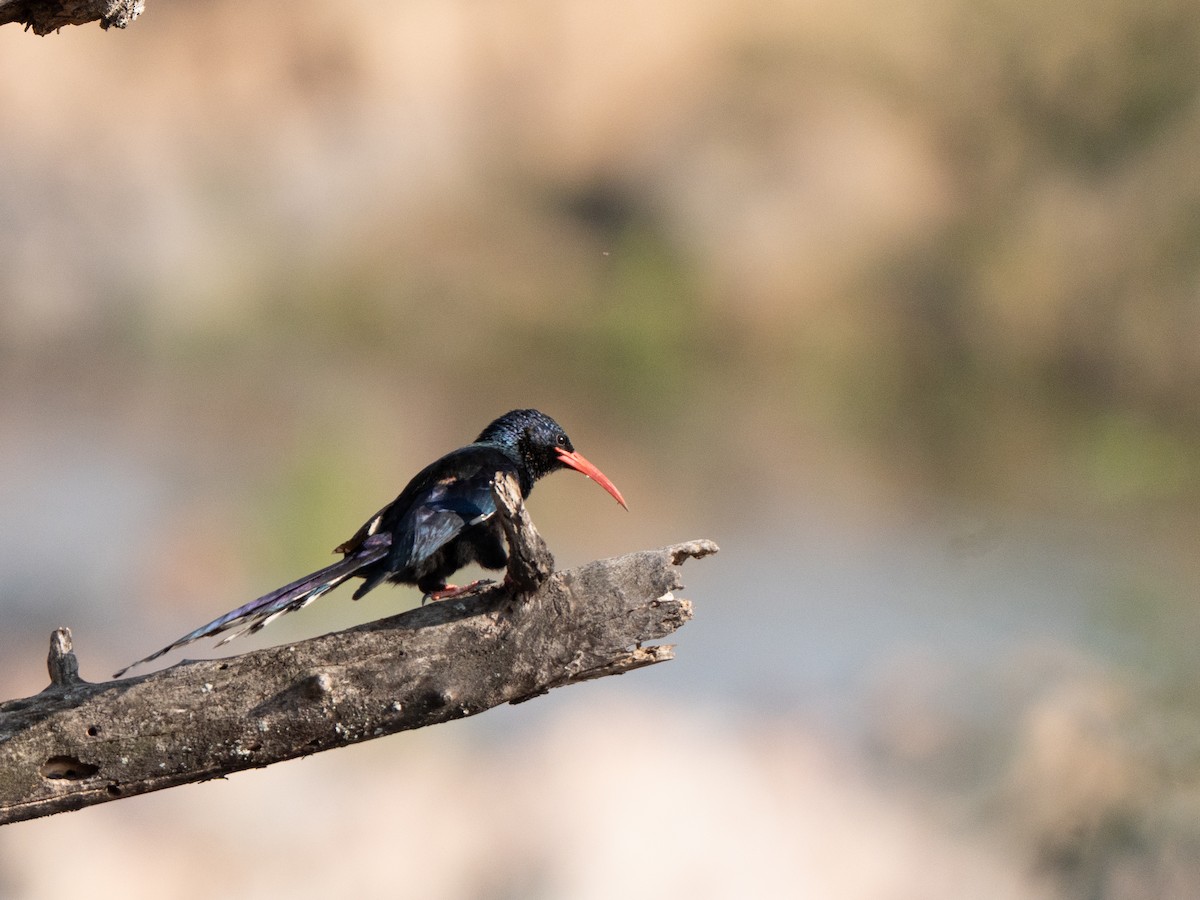 Green Woodhoopoe - ML643811571