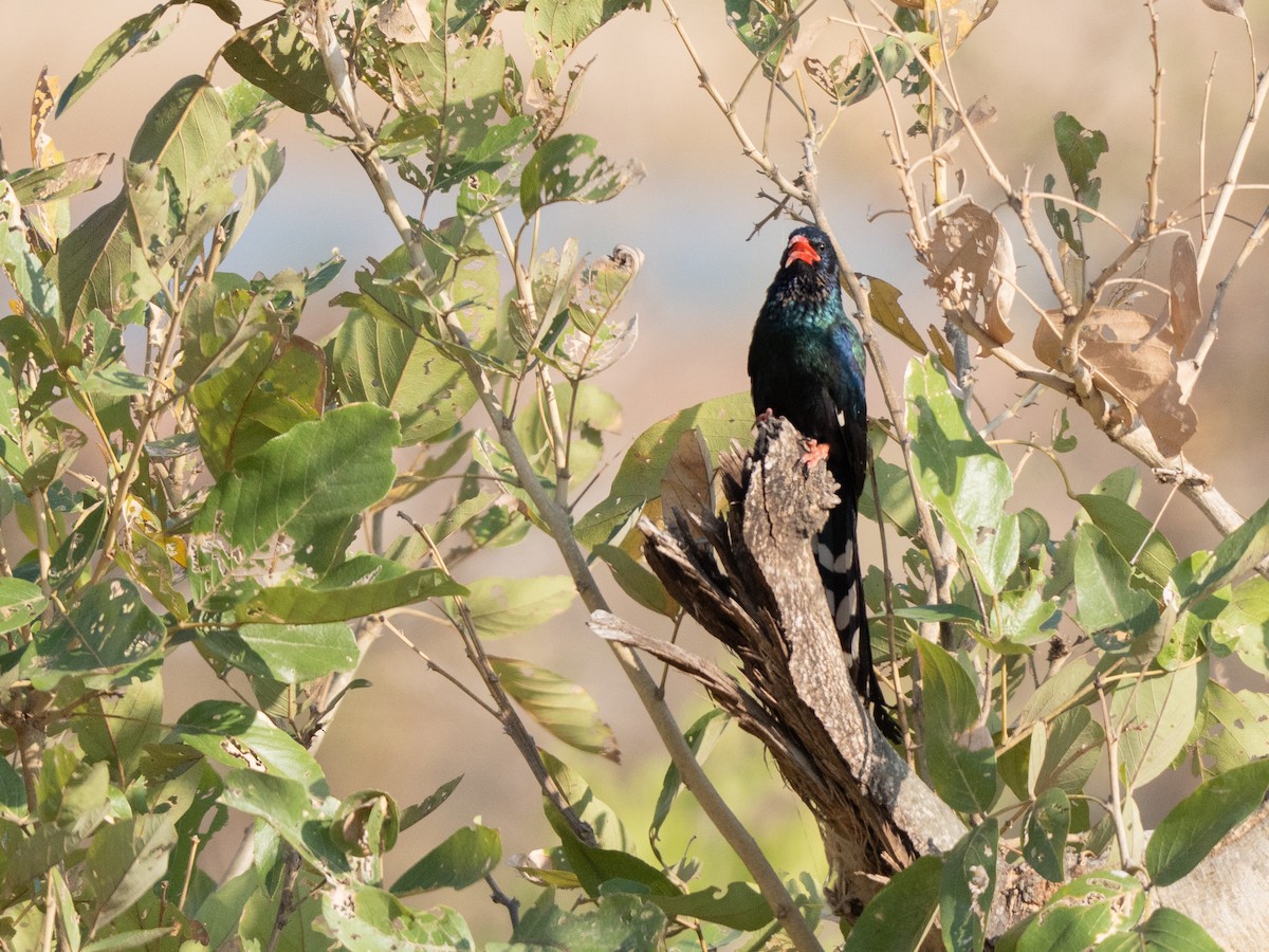 Green Woodhoopoe - ML643811572