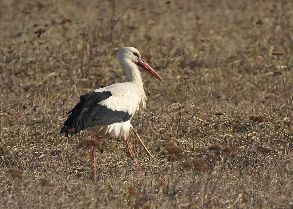 White Stork - ML643811573