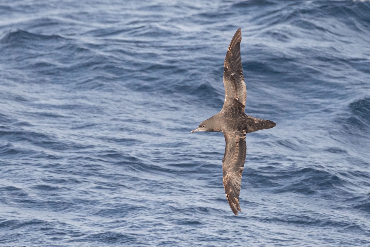 Sooty Shearwater - ML643811574