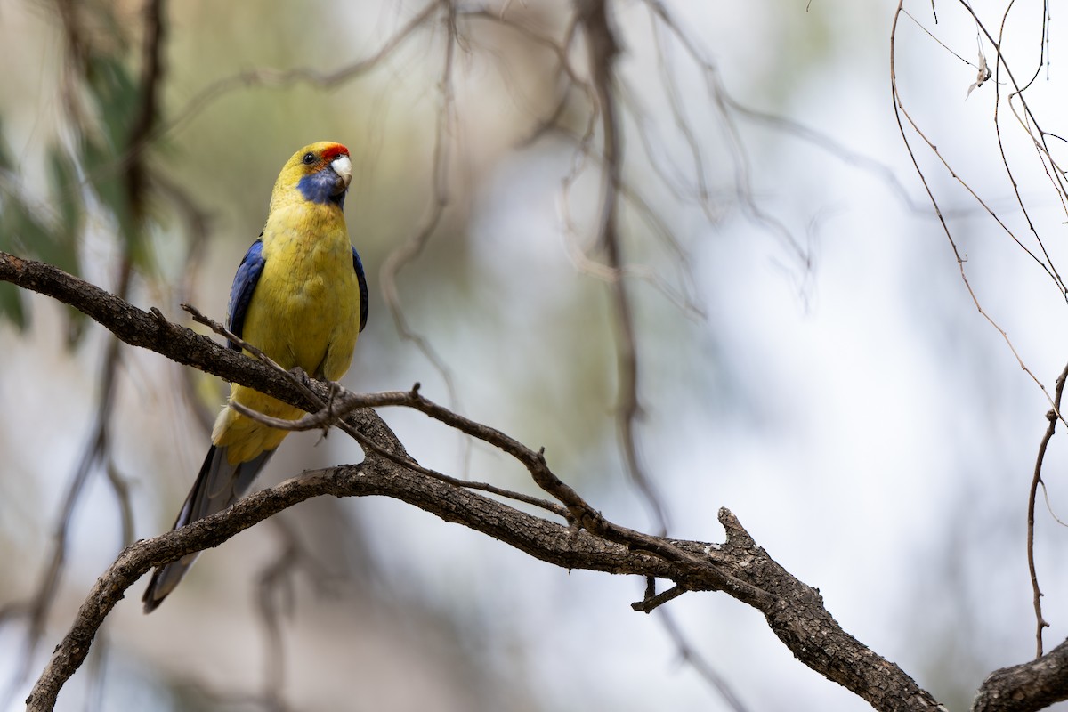 Crimson Rosella (Yellow) - ML643811575