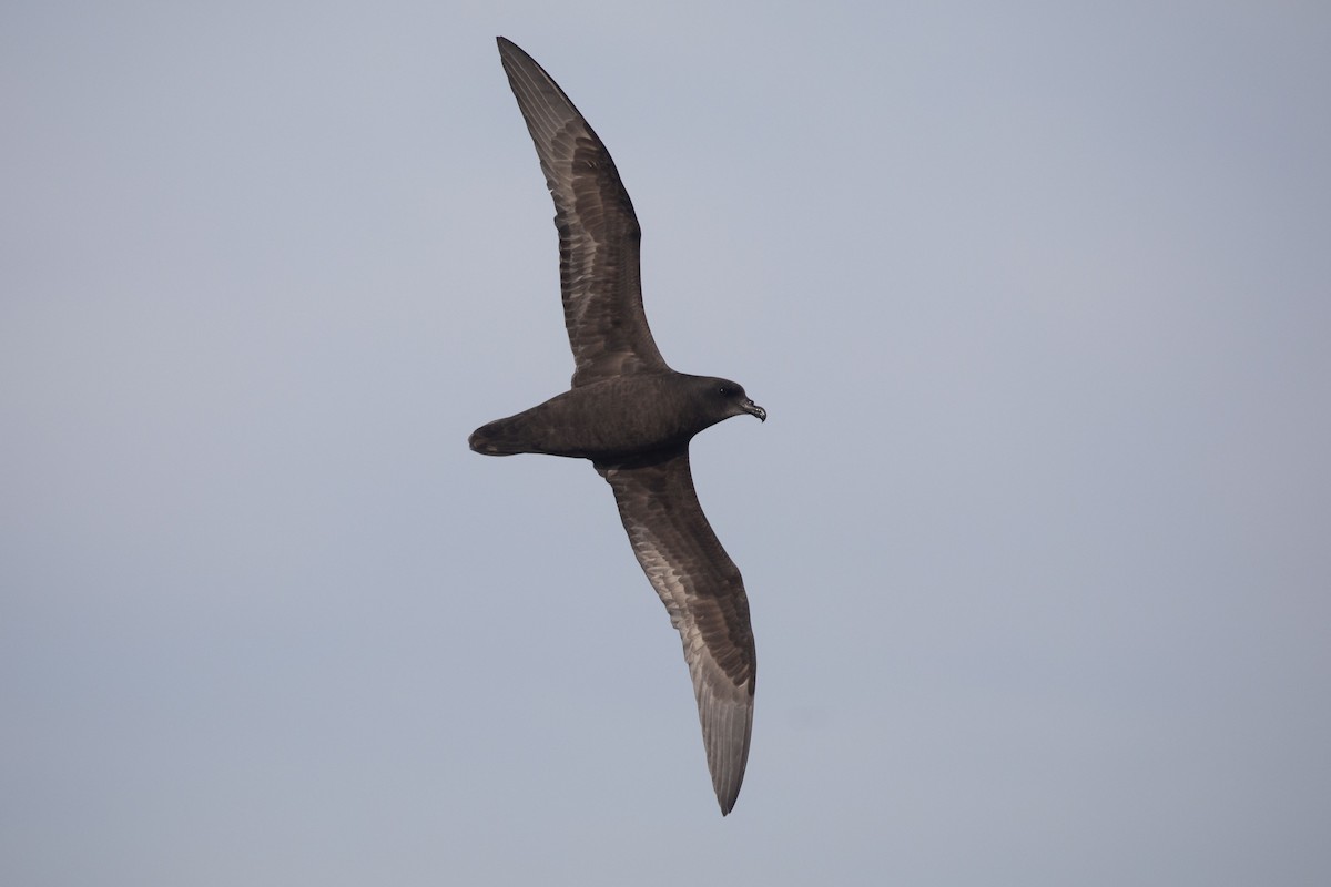 Great-winged Petrel - ML643811576