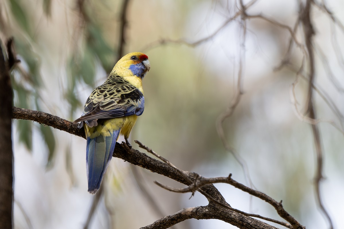 Crimson Rosella (Yellow) - ML643811577