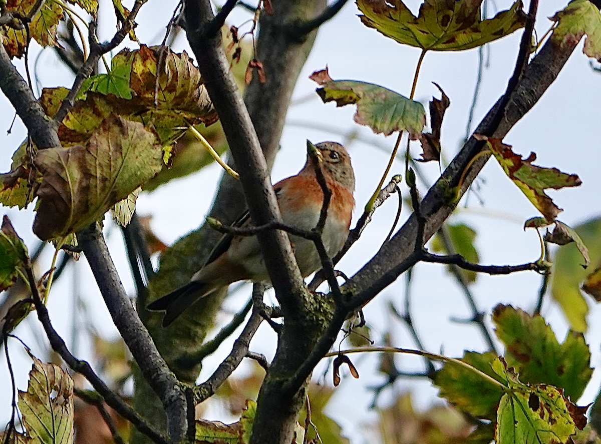 Brambling - ML643811578