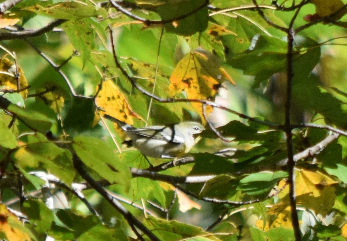 Northern Parula - ML643811579