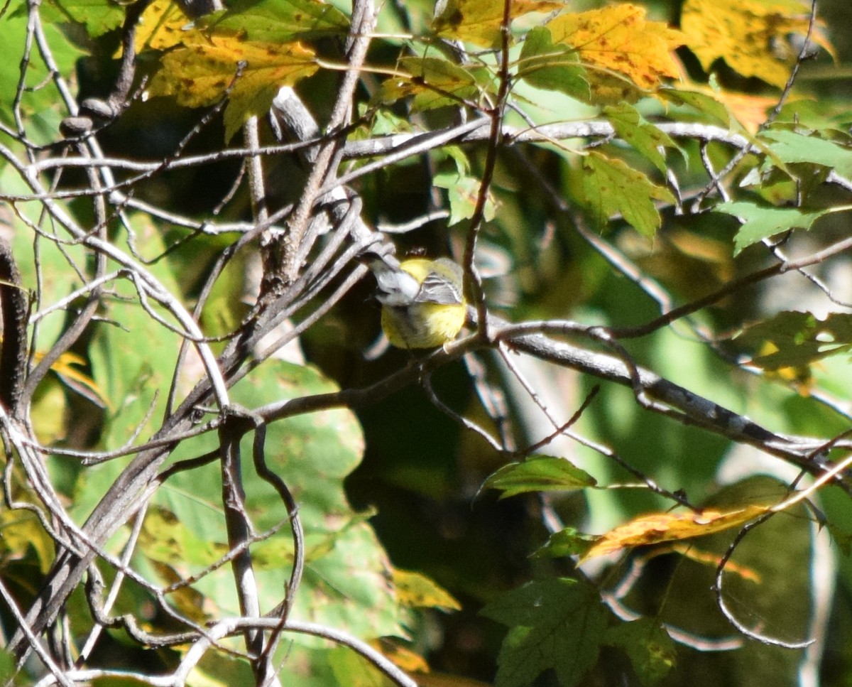 Northern Parula - ML643811580
