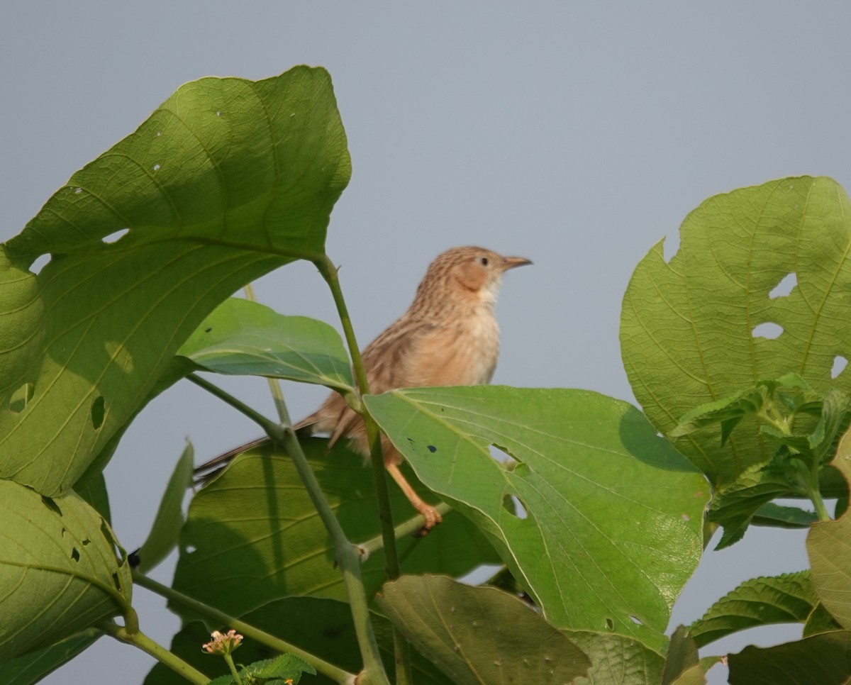 Common Babbler - ML643811581