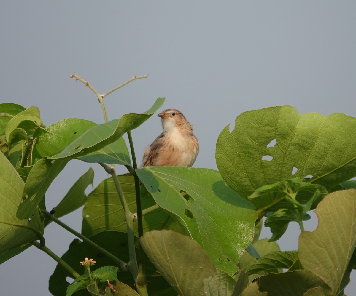 Common Babbler - ML643811582