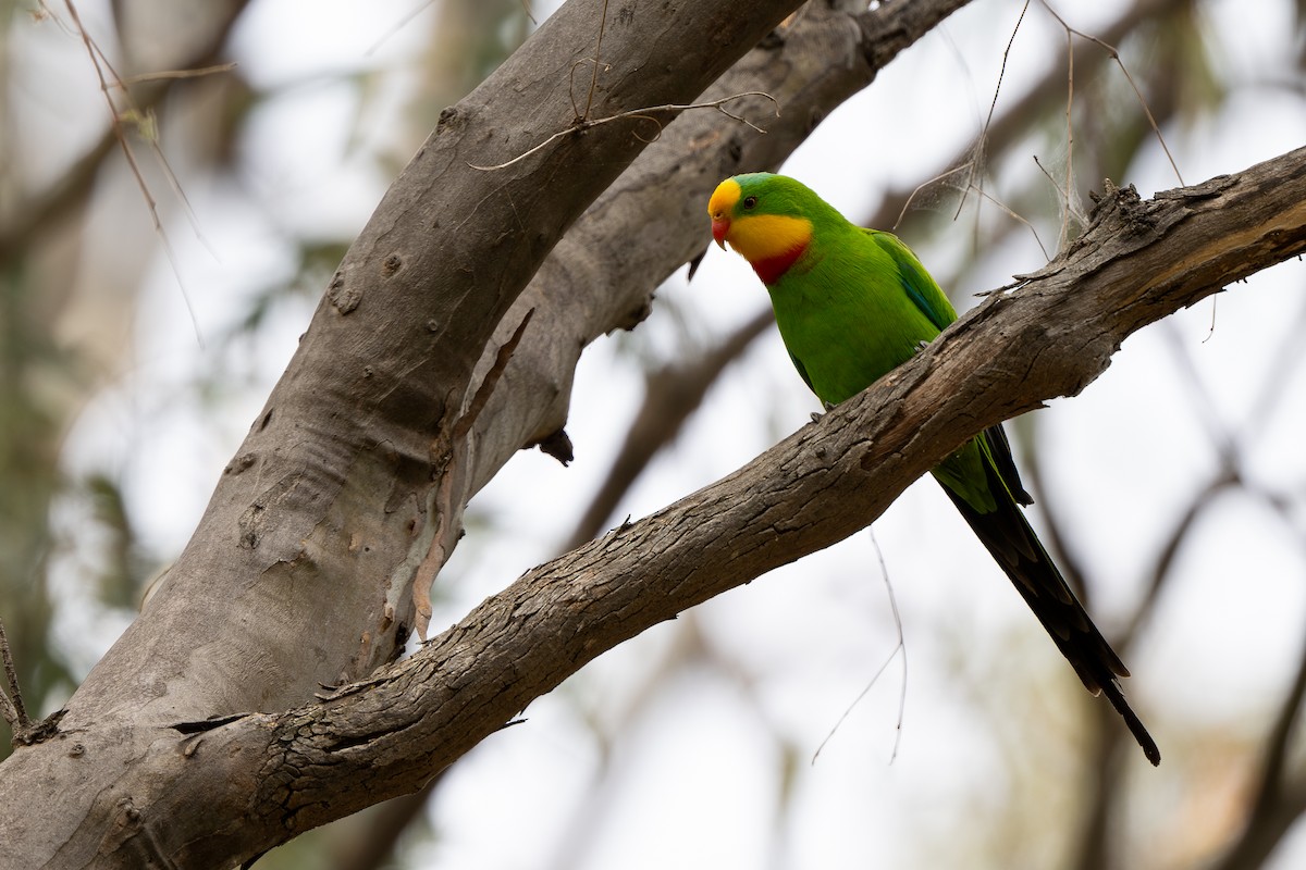 Superb Parrot - ML643811583