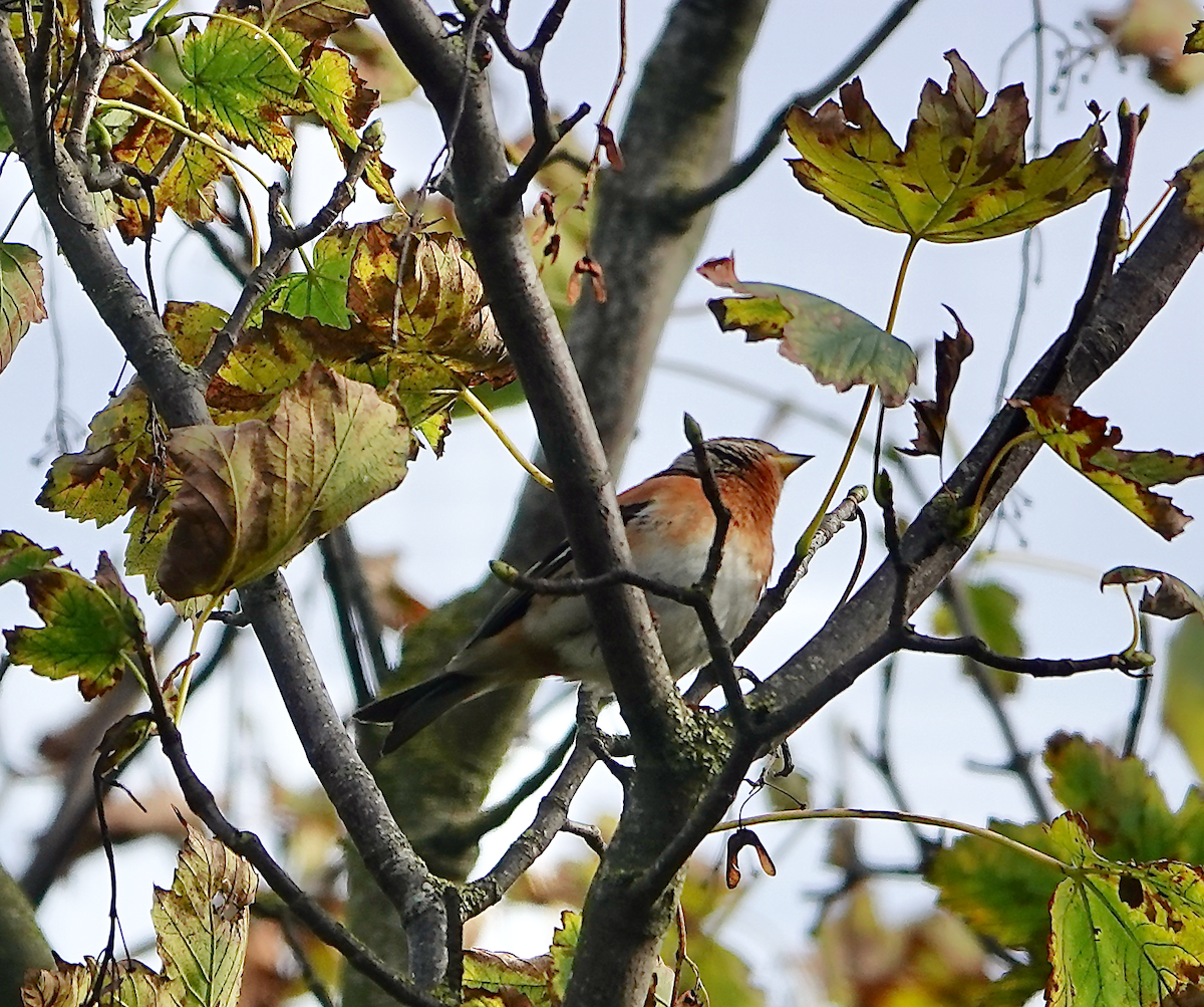 Brambling - ML643811584