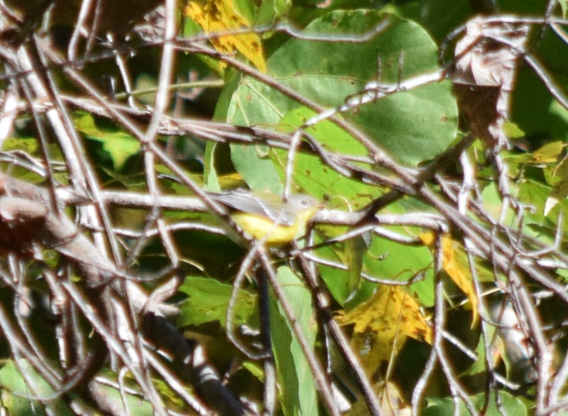 Northern Parula - ML643811585