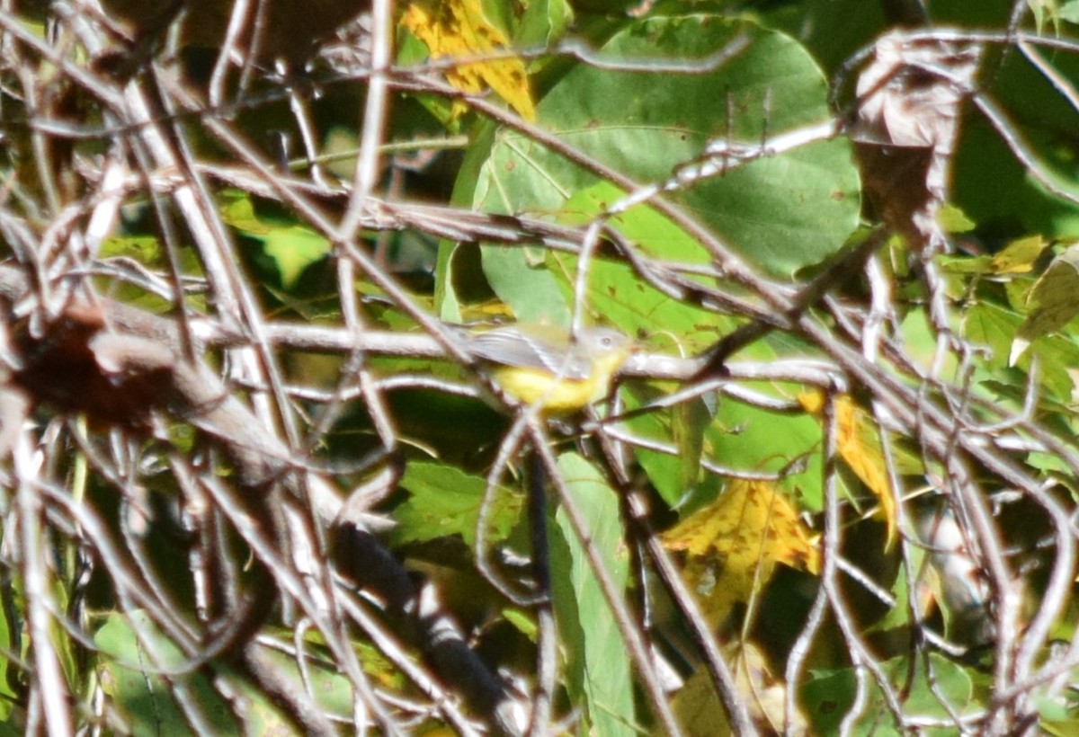 Northern Parula - ML643811586