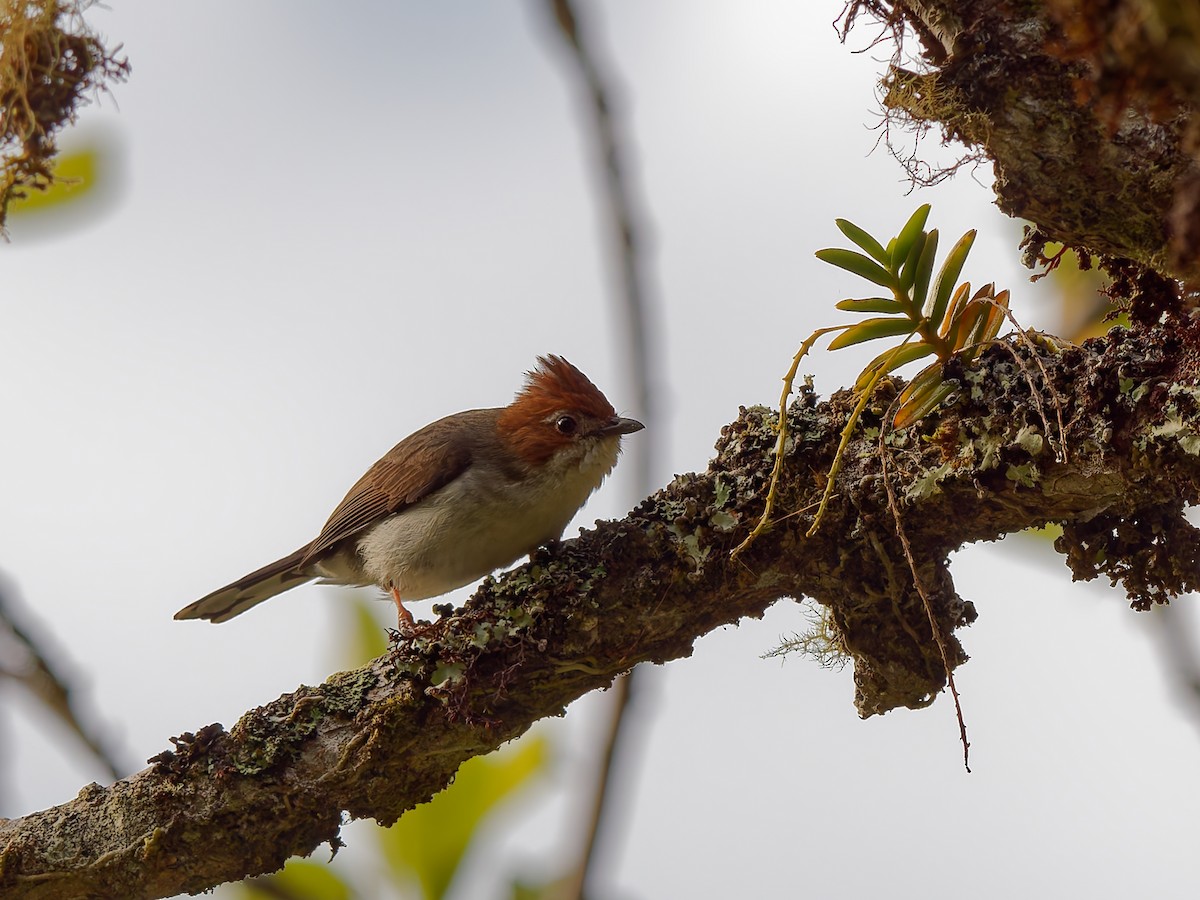 Chestnut-crested Yuhina - ML643811587
