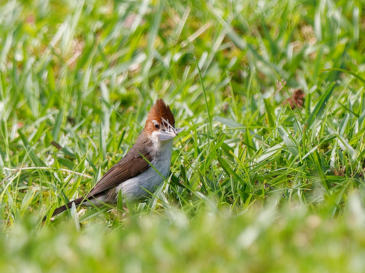 Chestnut-crested Yuhina - ML643811588