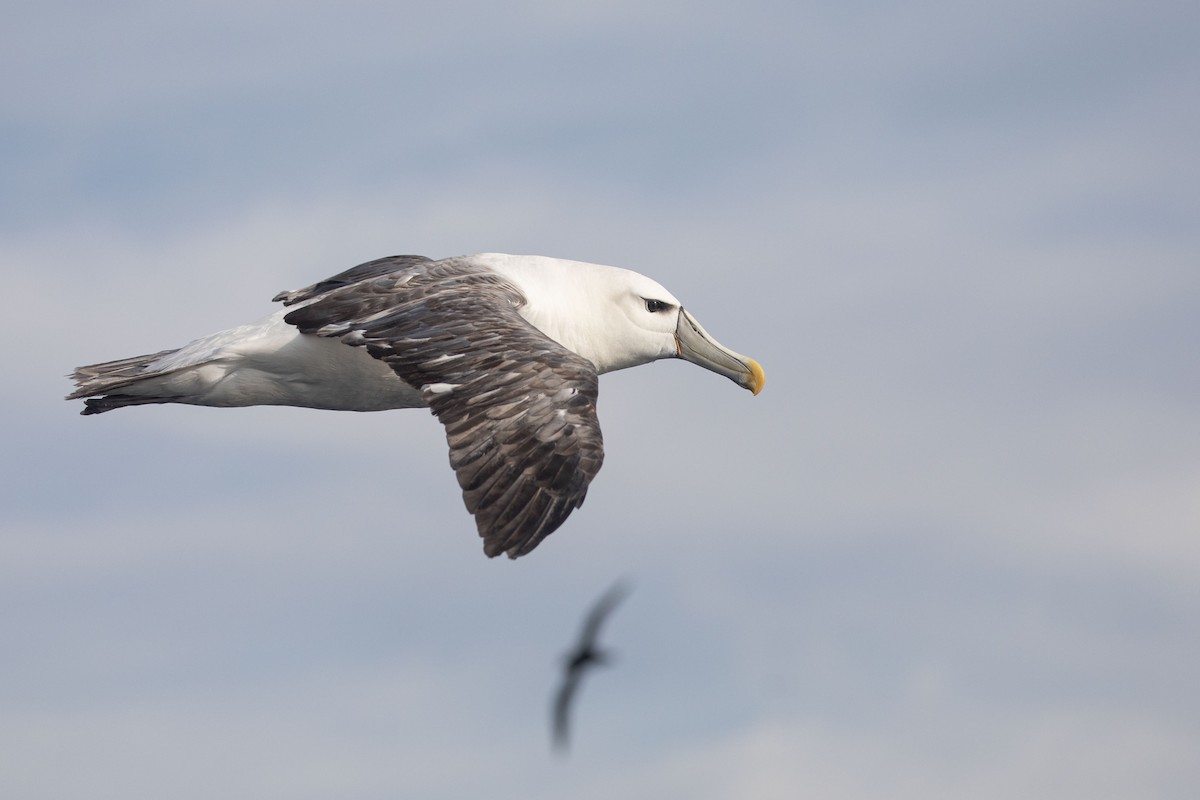 White-capped Albatross - ML643811589
