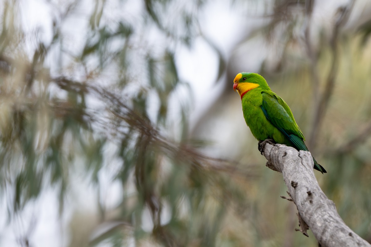 Superb Parrot - ML643811591