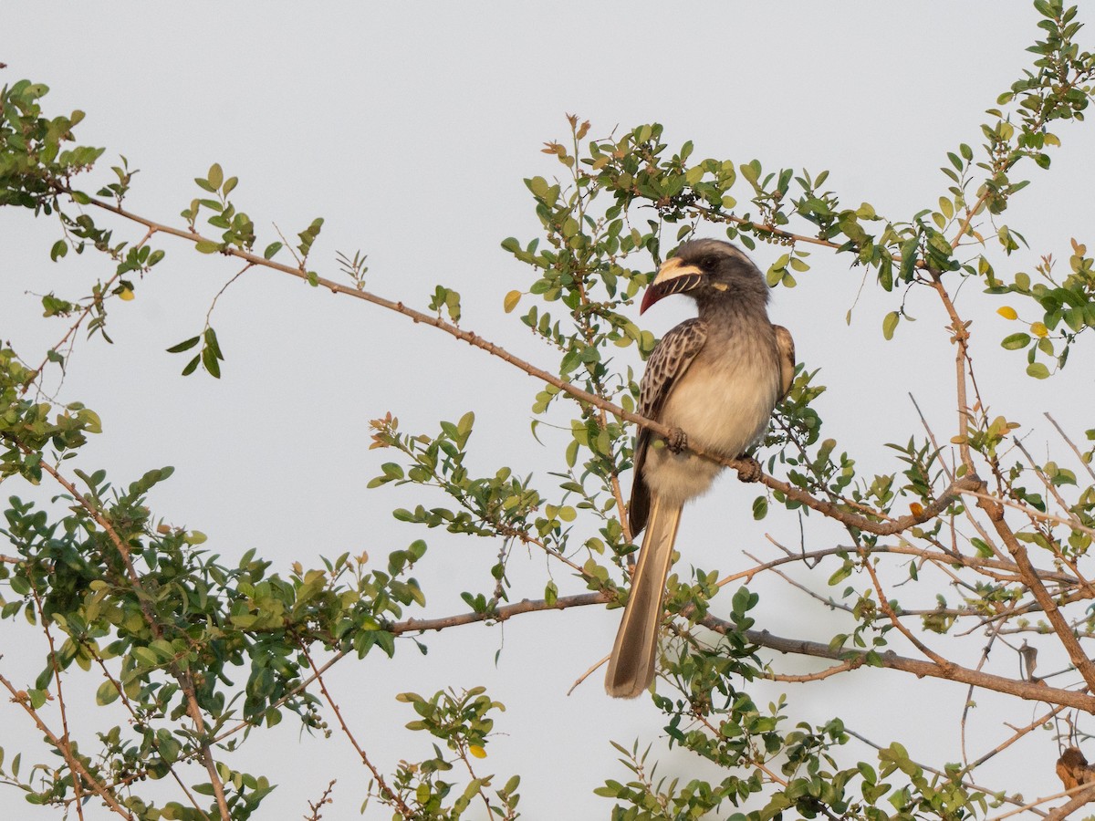African Gray Hornbill - ML643811596