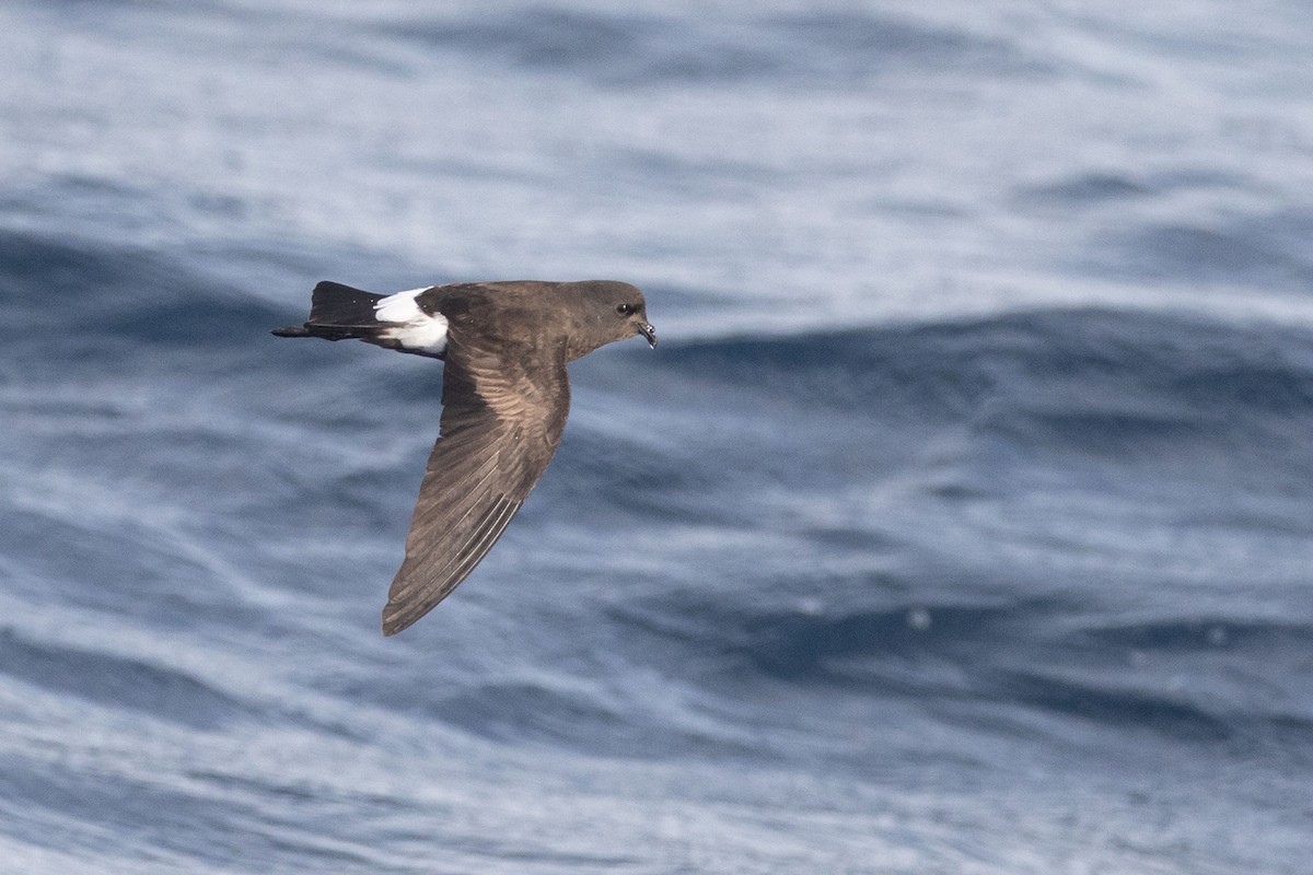 Wilson's Storm-Petrel - ML643811597