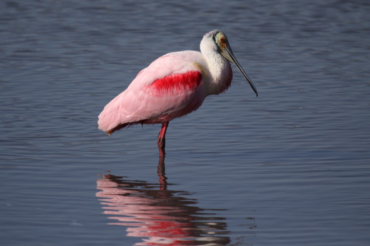 Roseate Spoonbill - ML643811603