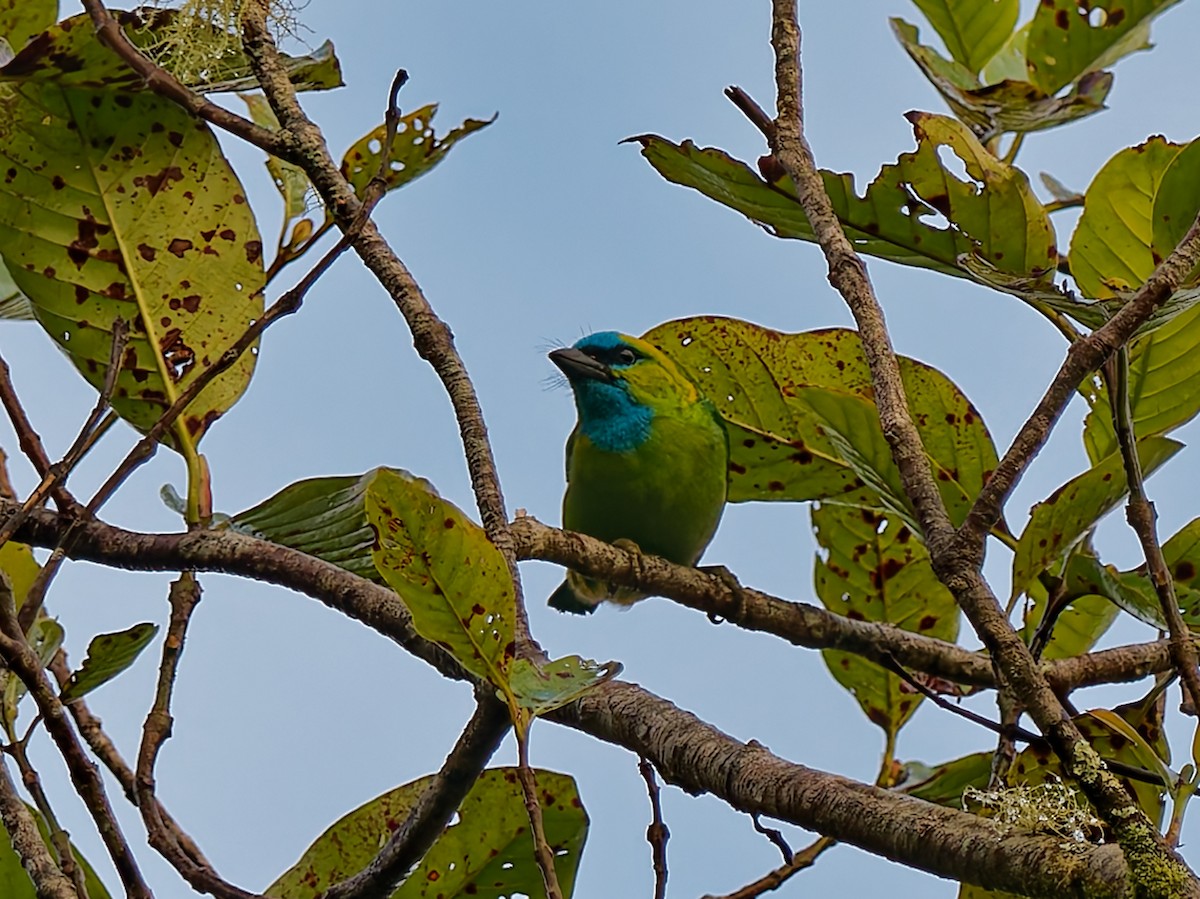 Golden-naped Barbet - ML643811614
