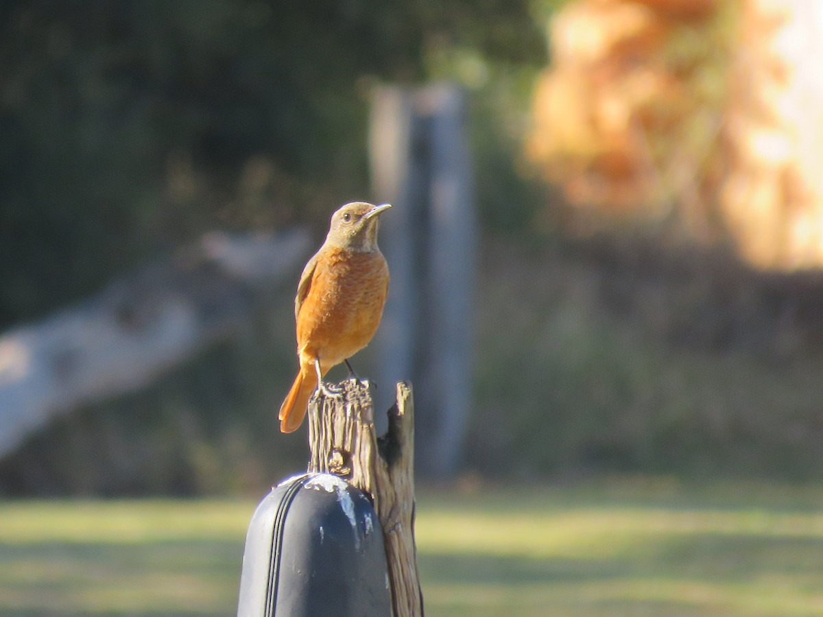 Olive Woodpecker - ML643811615