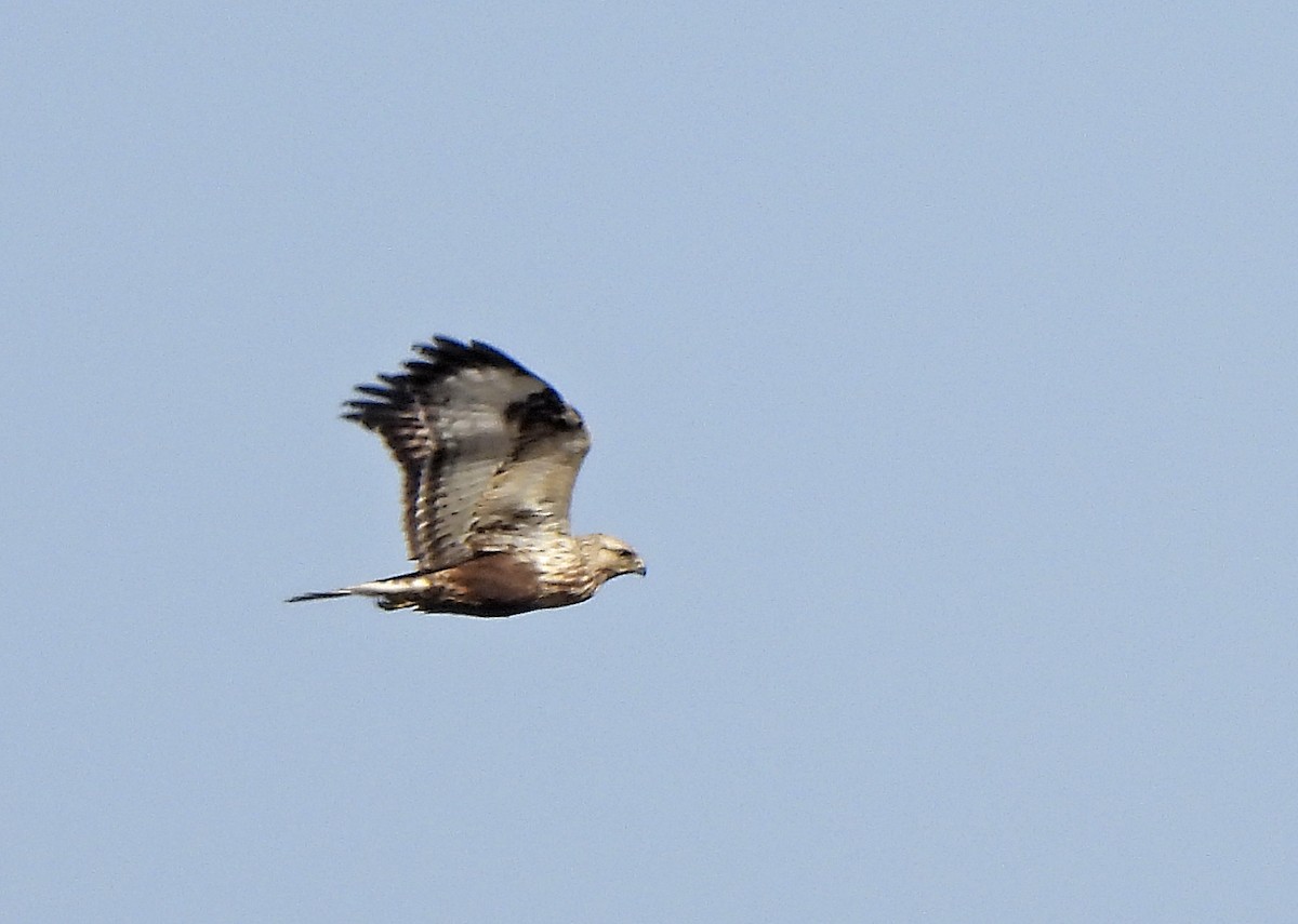 Rough-legged Hawk - ML643811617