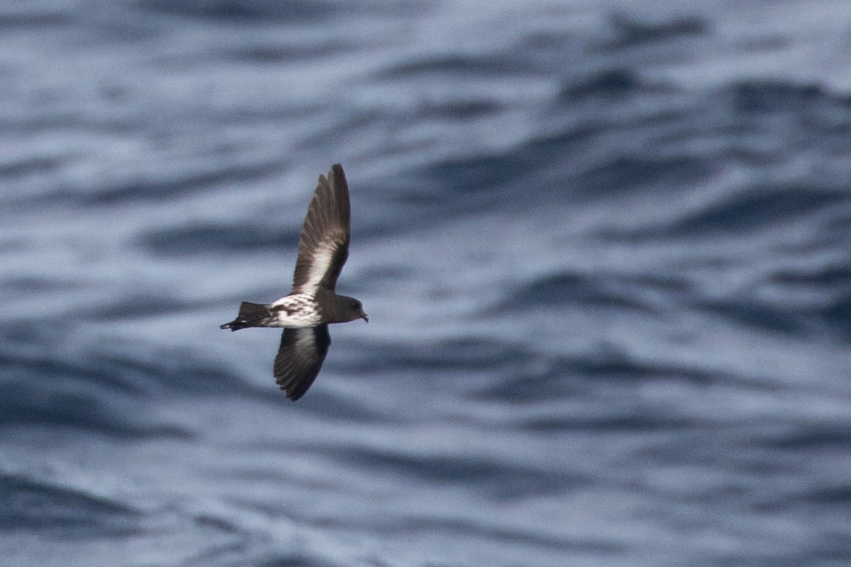 New Zealand Storm-Petrel - ML643811618