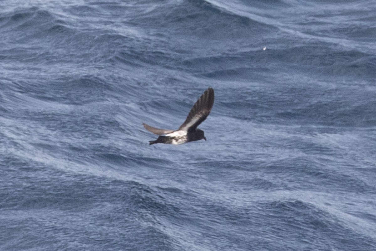New Zealand Storm-Petrel - ML643811619