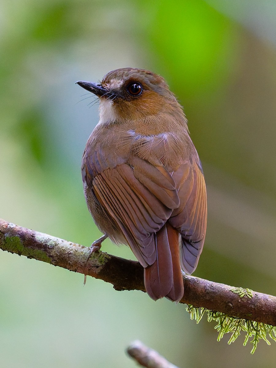 Eyebrowed Jungle Flycatcher - ML643811626