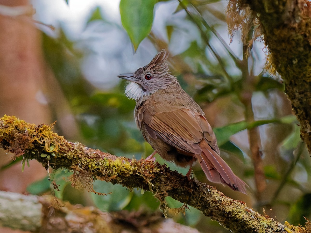 Penan Bulbul - ML643811628